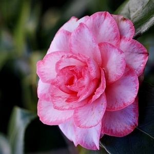 Camellia Leslie Ann